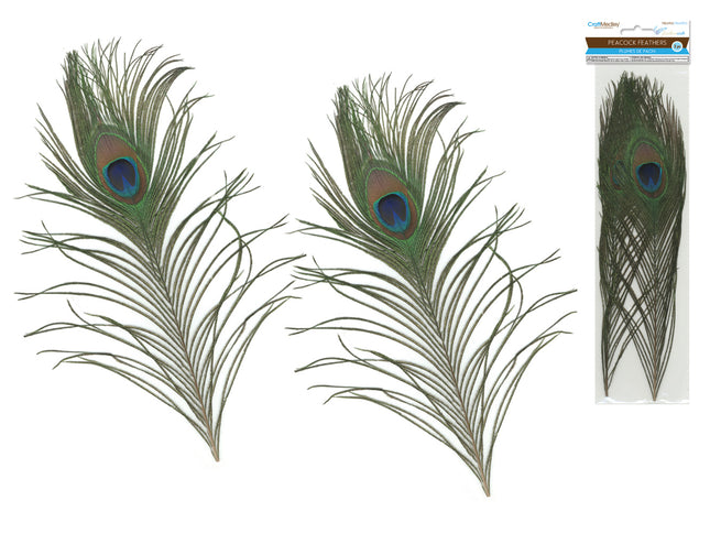 Feather Craft: 10"-14" Real Peacock Feathers 2/pk- Craft Medley